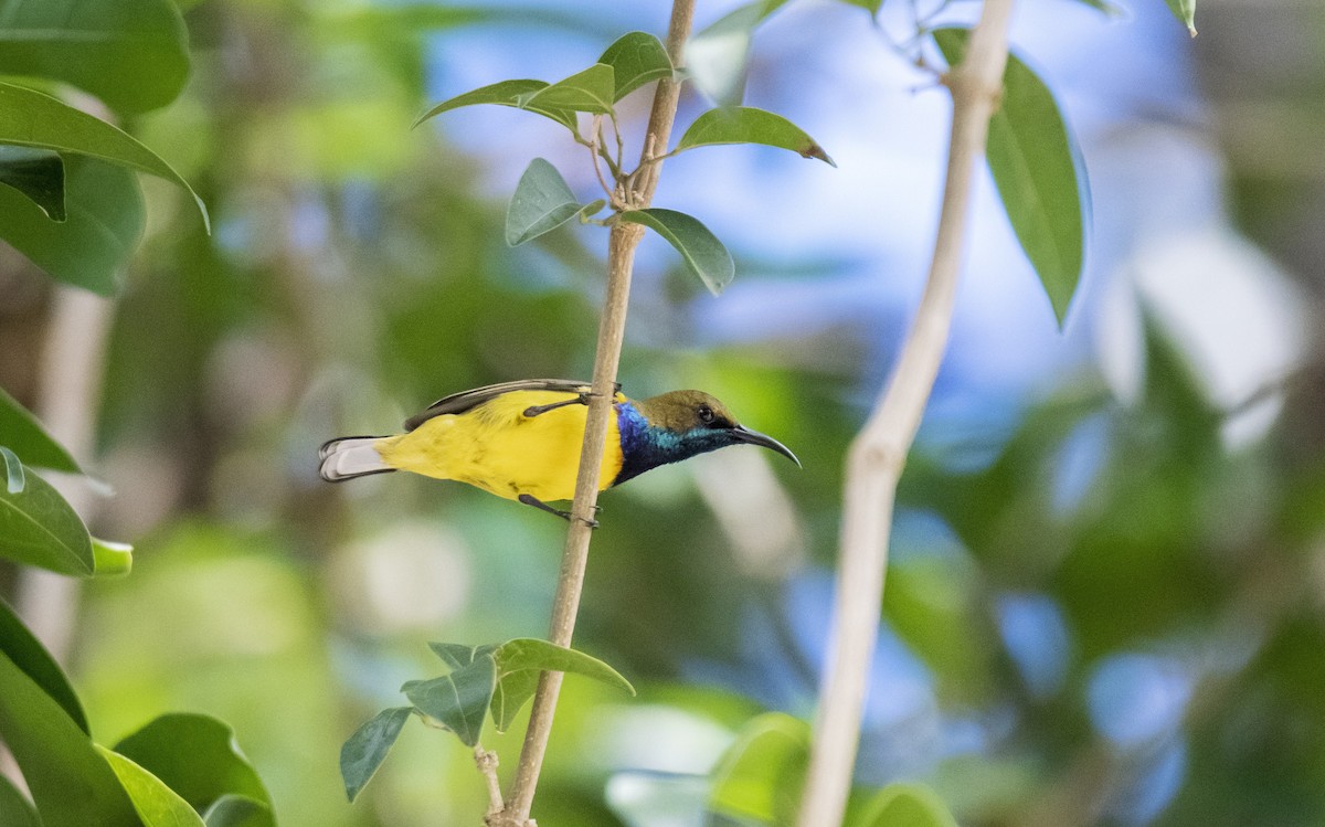 Garden Sunbird - ML627729787