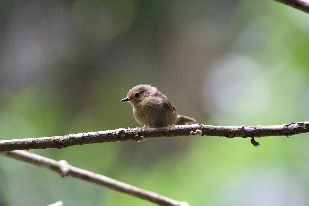 Atherton Scrubwren - ML627729795