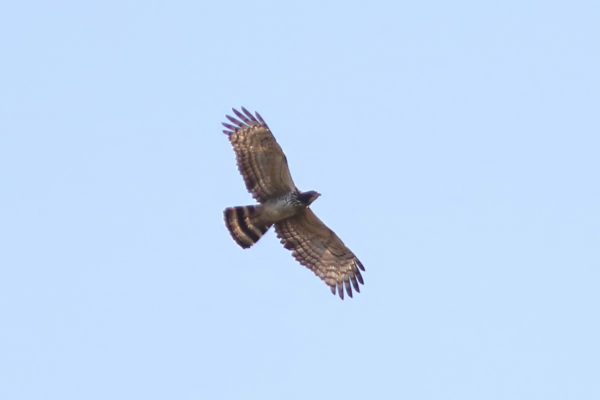 Oriental Honey-buzzard - ML627729905