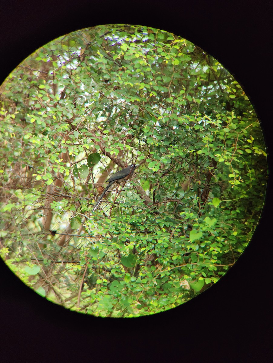 Blue-faced Malkoha - ML627729929