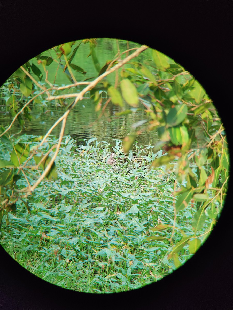 Pheasant-tailed Jacana - ML627729988