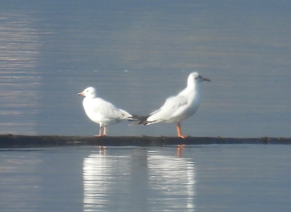 紅嘴鷗 - ML627730059