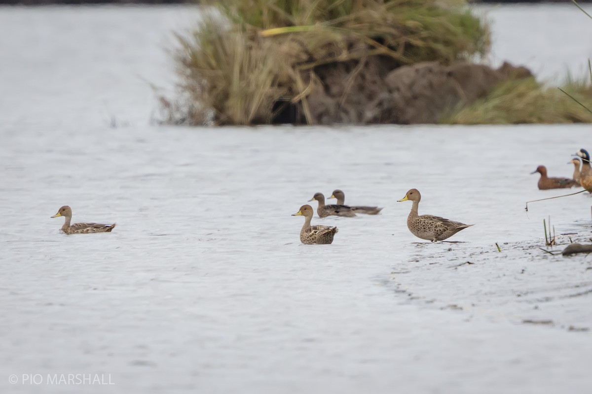 Yellow-billed Pintail - ML627730155