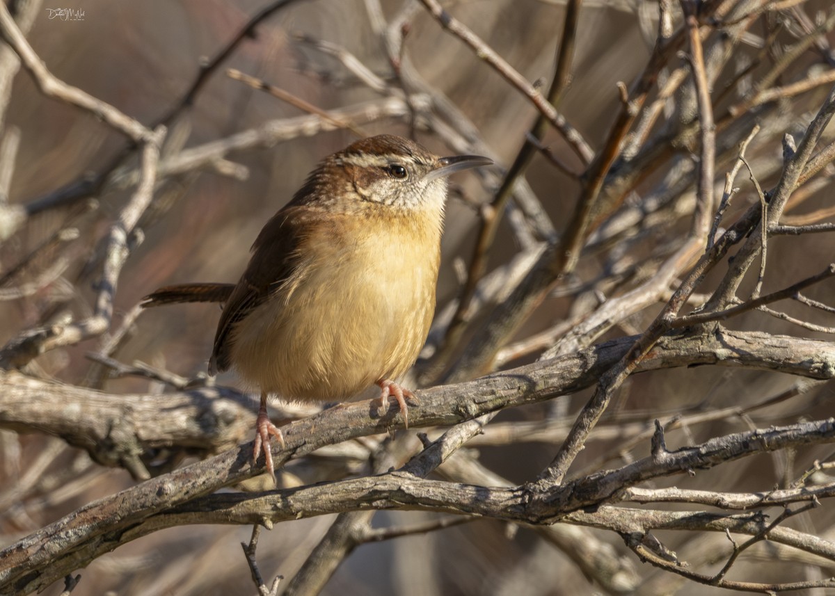 Carolina Wren - ML627730196