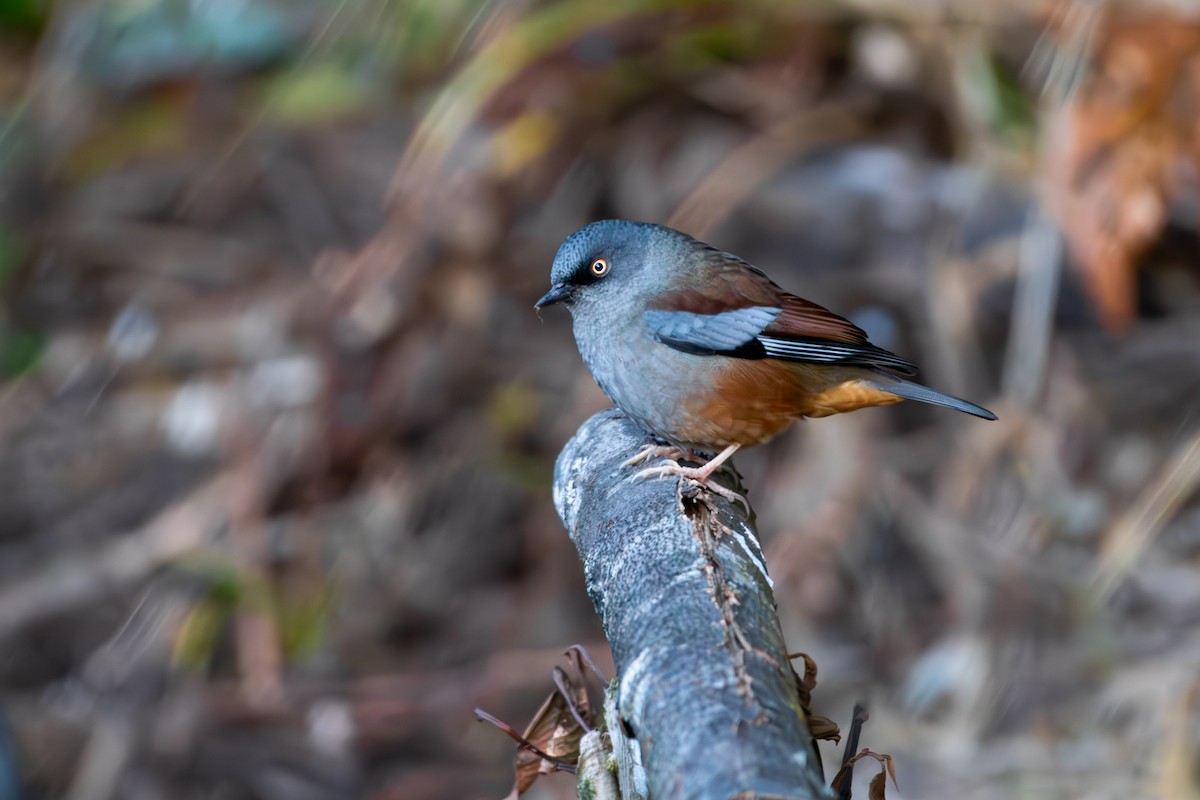 Maroon-backed Accentor - ML627730247