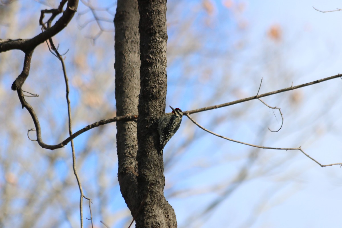 Yellow-bellied Sapsucker - ML627730252