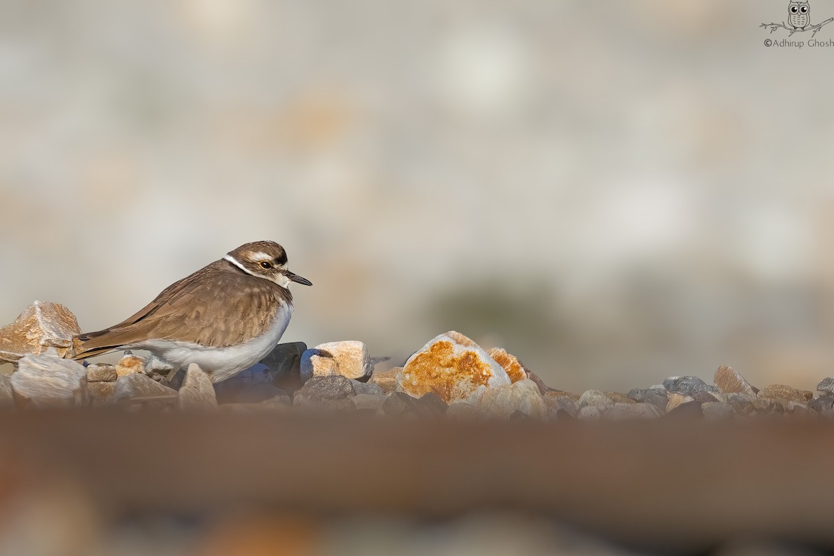 Long-billed Plover - ML627730364