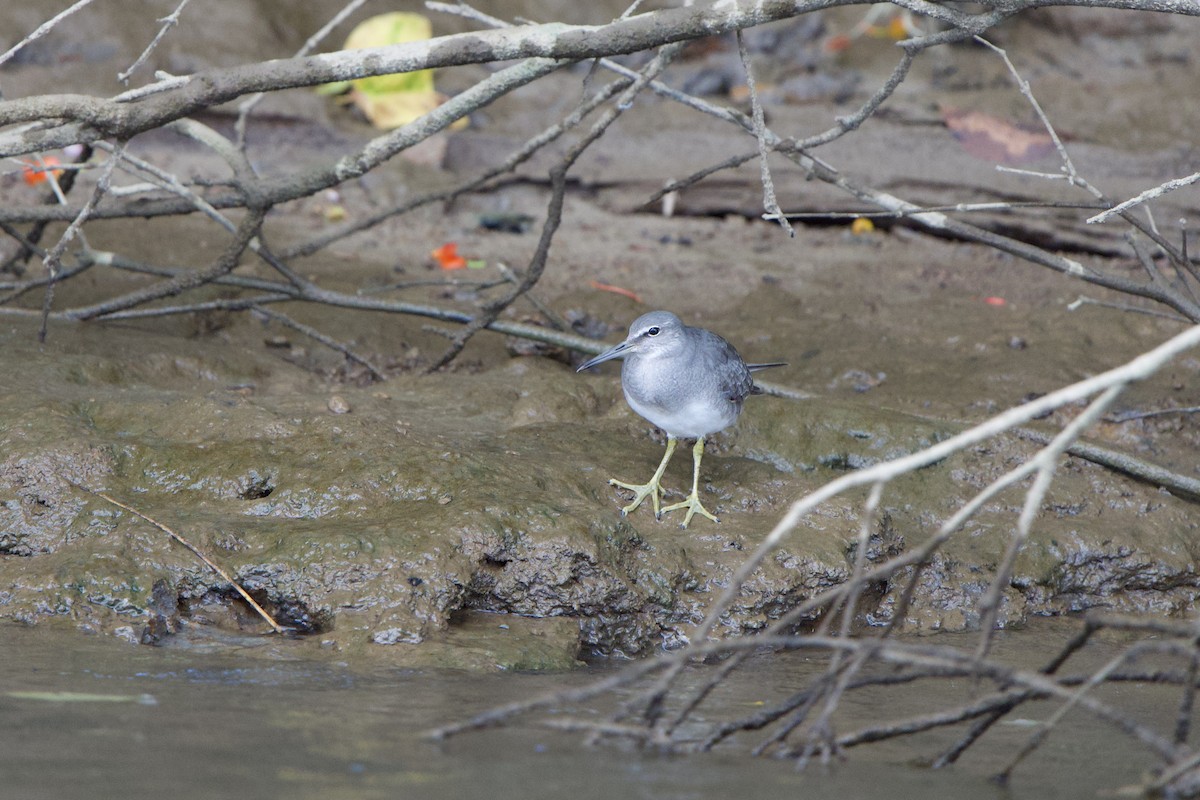 Gray-tailed Tattler - ML627730365