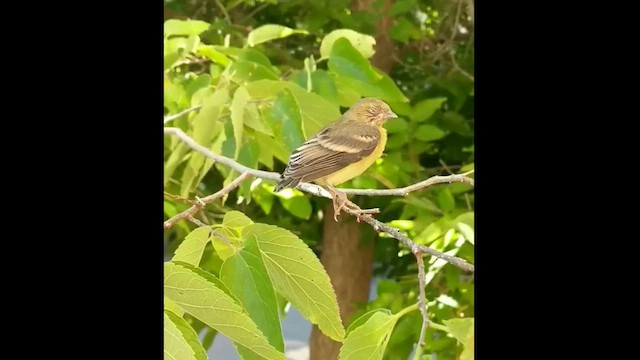 ヒメキンヒワ - ML627730425