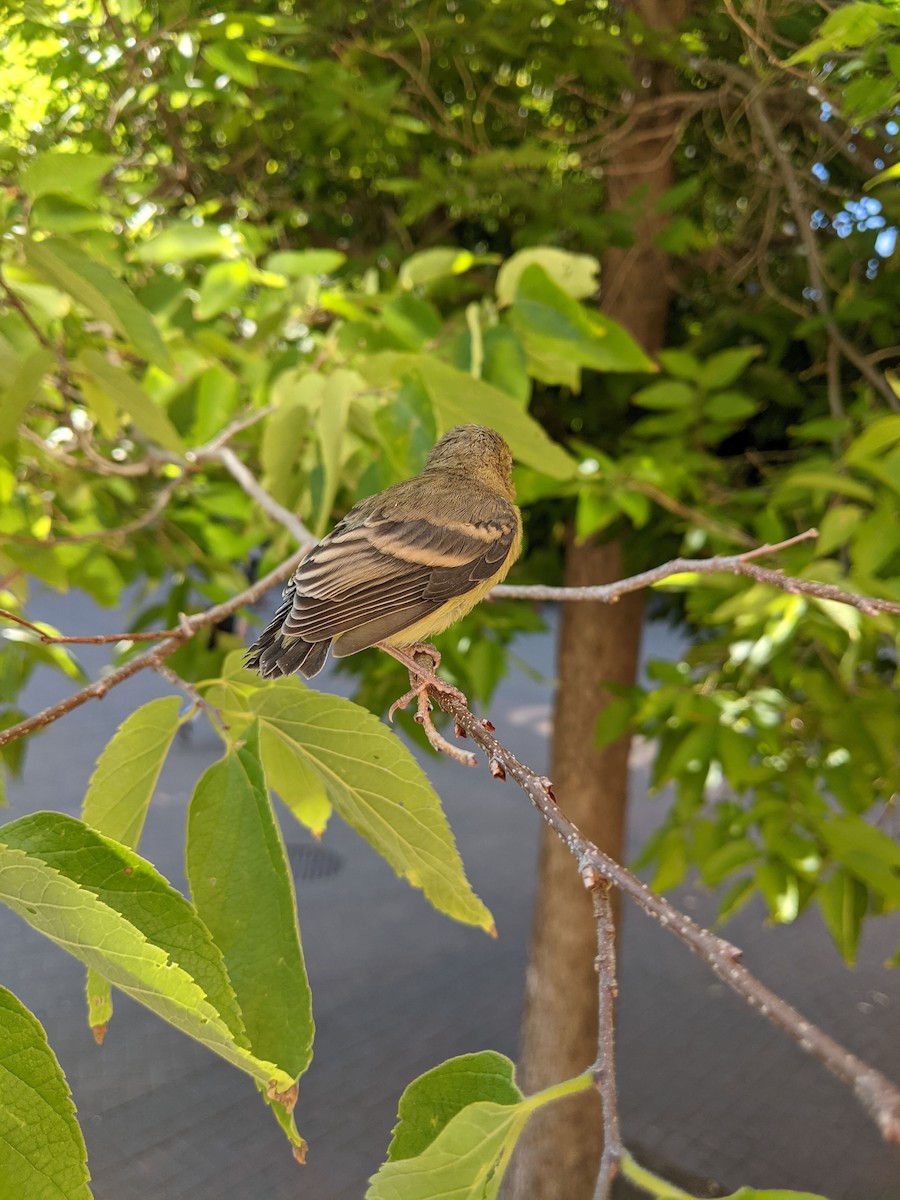 Lesser Goldfinch - ML627730426