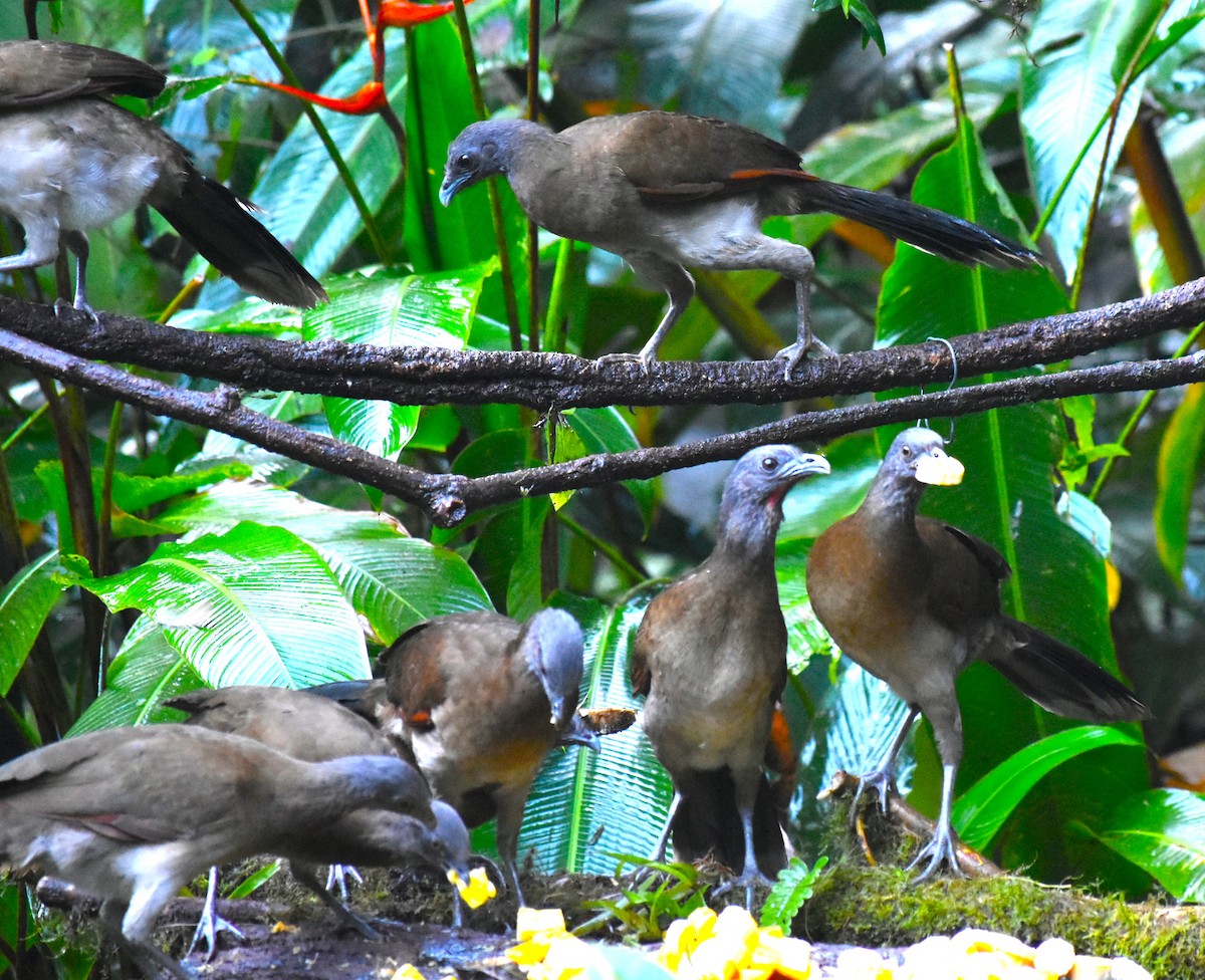 Chachalaca Cabecigrís - ML627730605