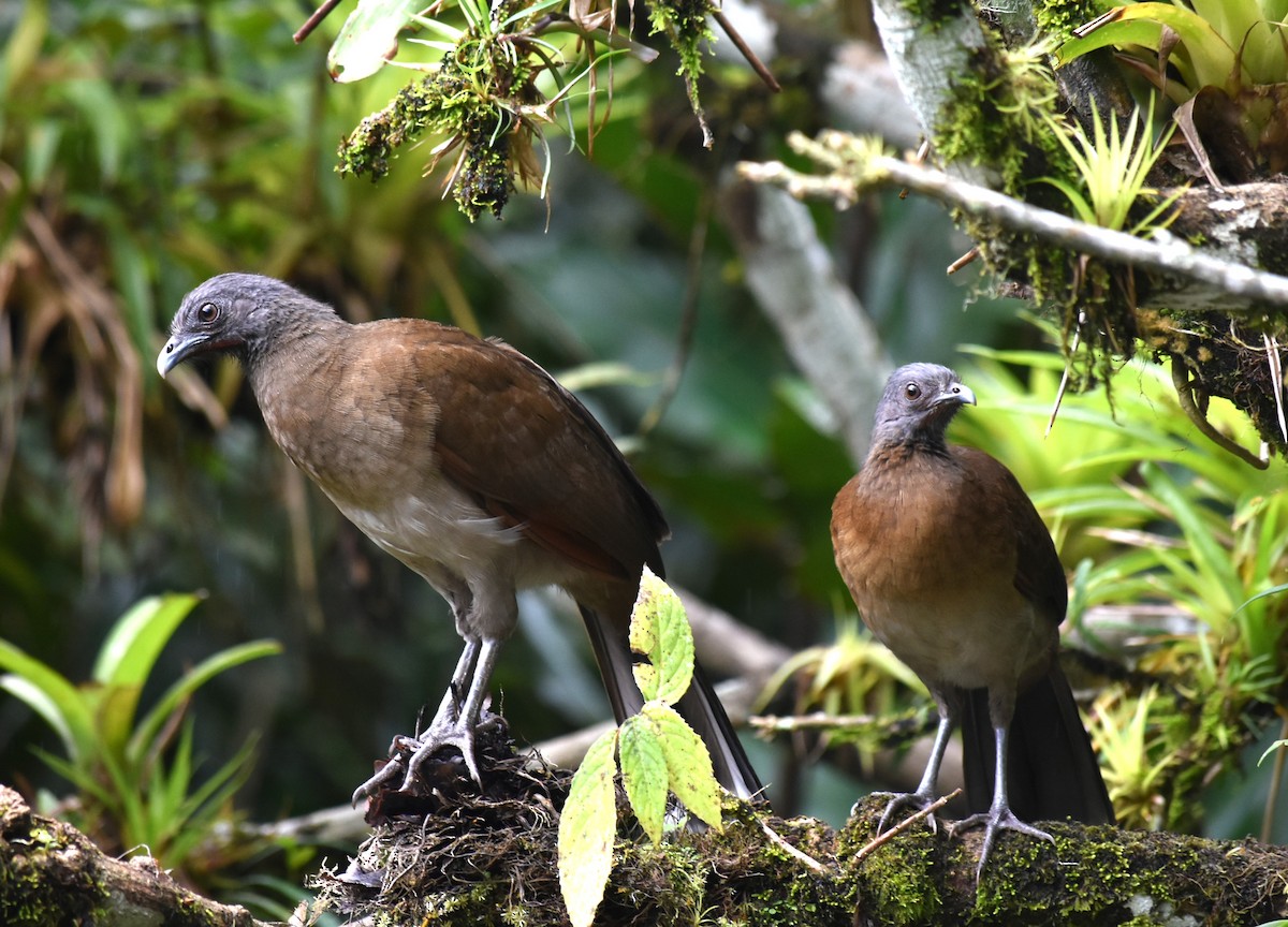 Chachalaca Cabecigrís - ML627730607