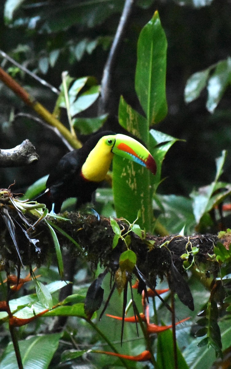 Tucán Piquiverde - ML627730617