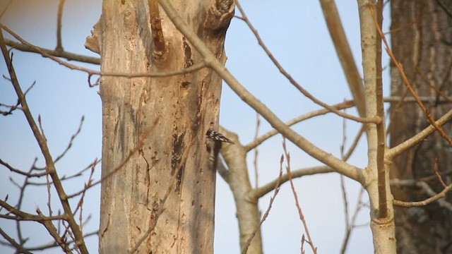 Lesser Spotted Woodpecker - ML627730677
