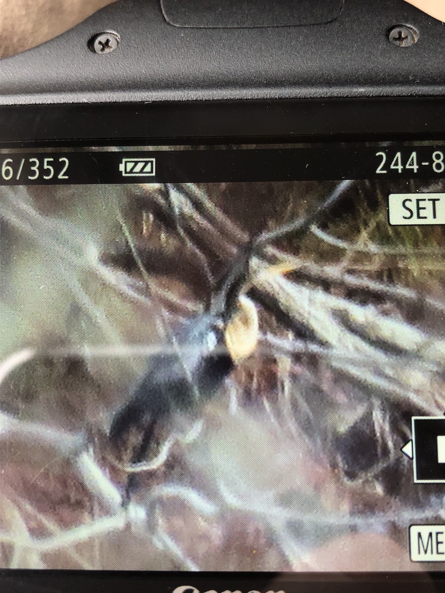 Anhinga - ML627730840