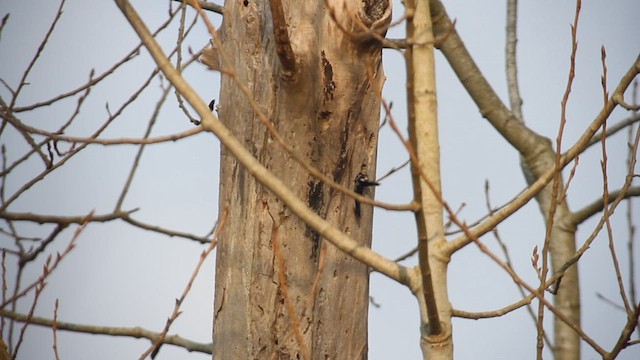 Lesser Spotted Woodpecker - ML627730879