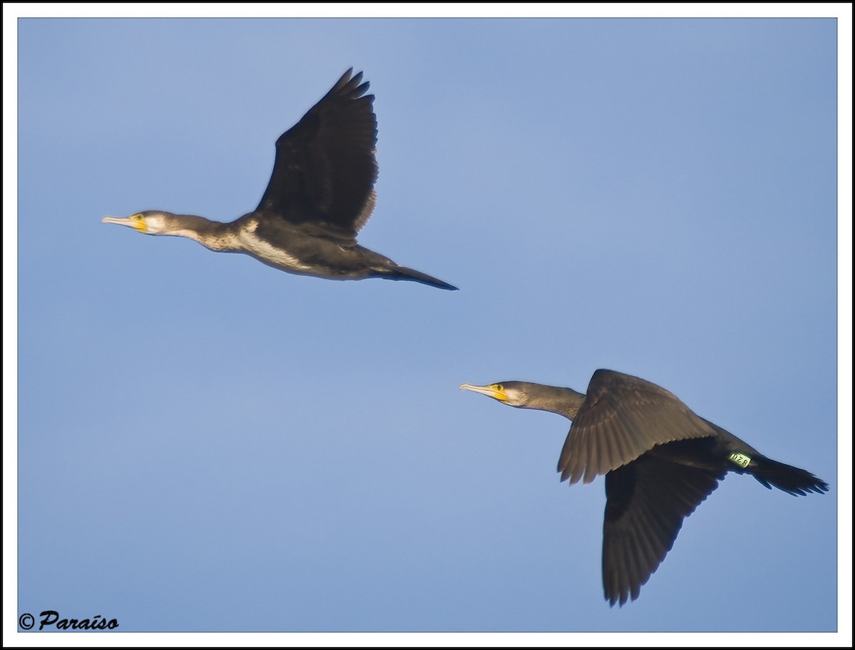 Great Cormorant - ML627730947