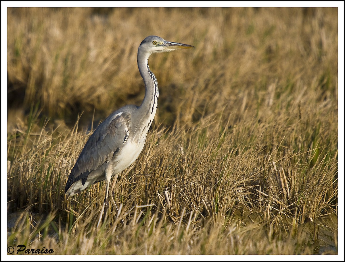 Gray Heron - ML627730952