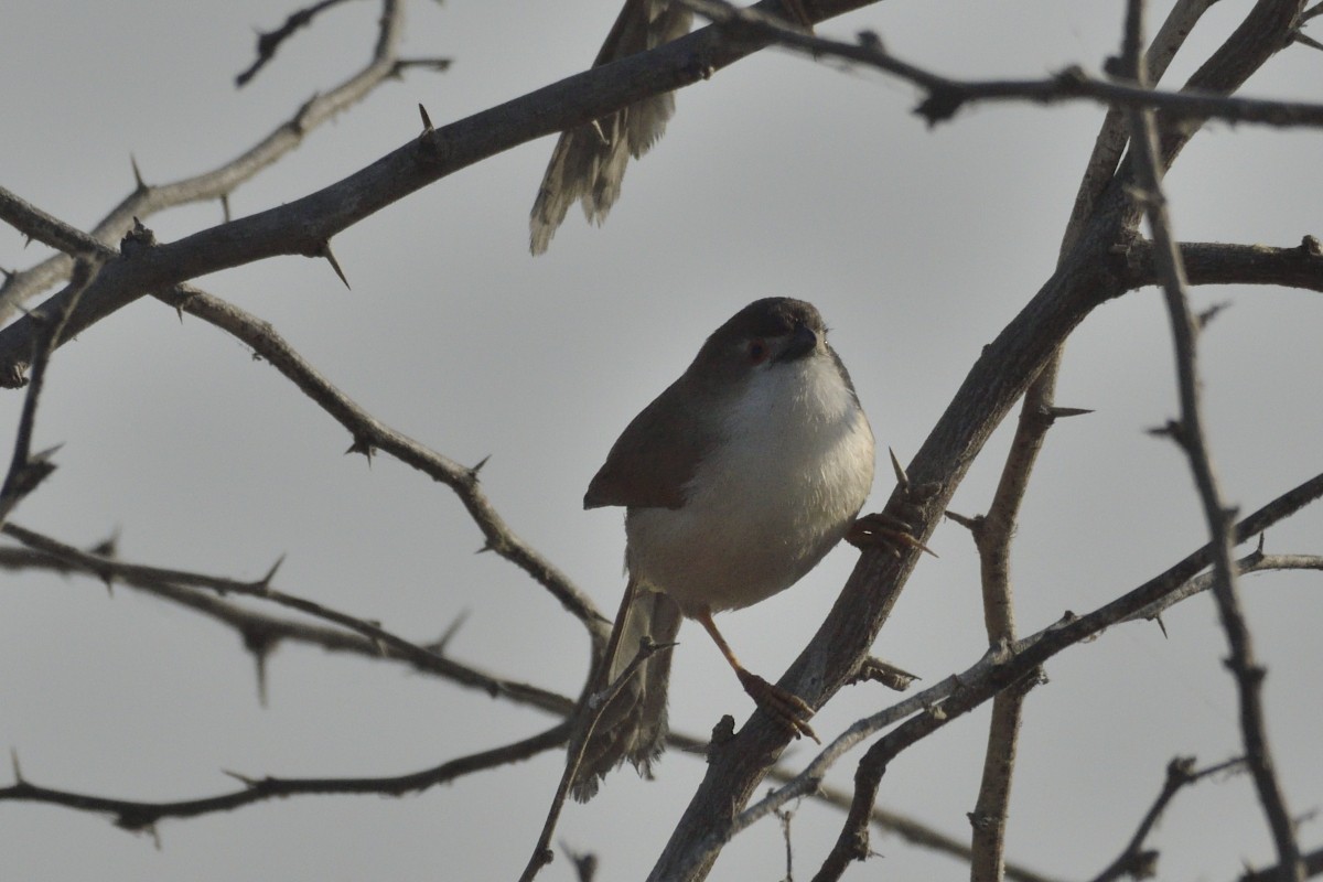 Yellow-eyed Babbler - ML627730963