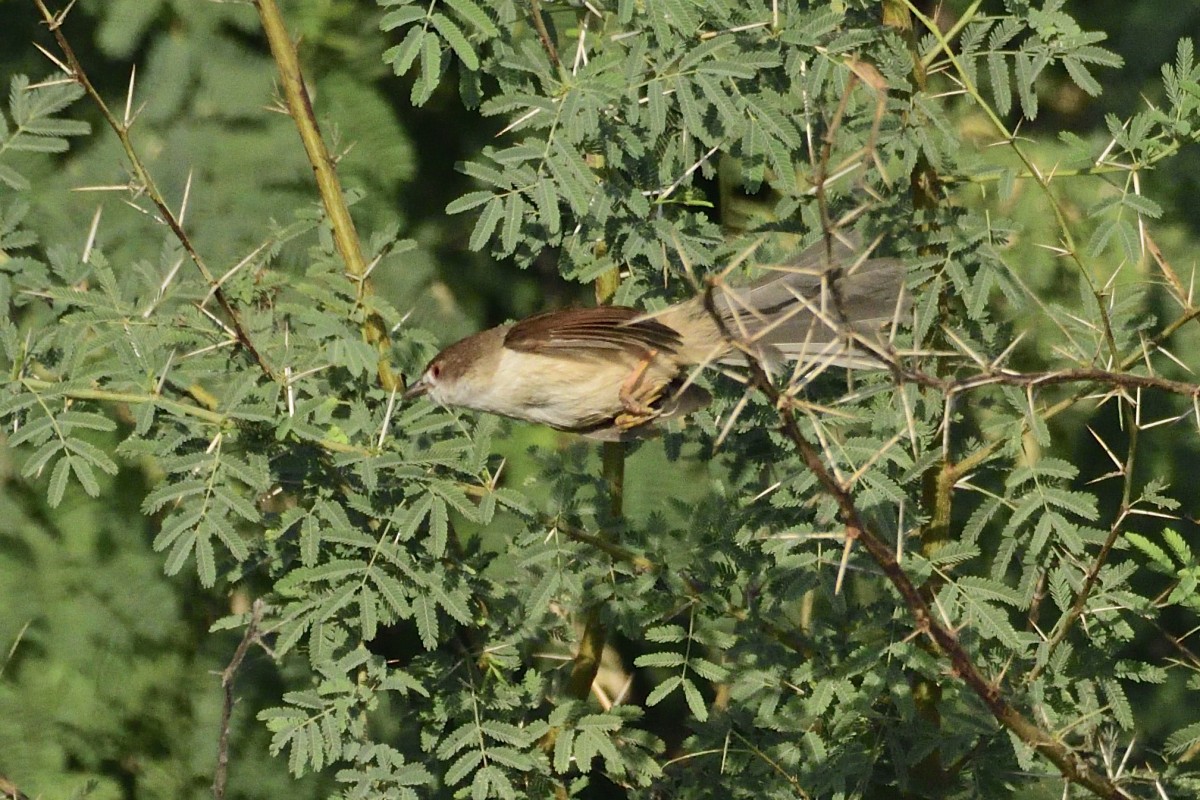 Yellow-eyed Babbler - ML627730964