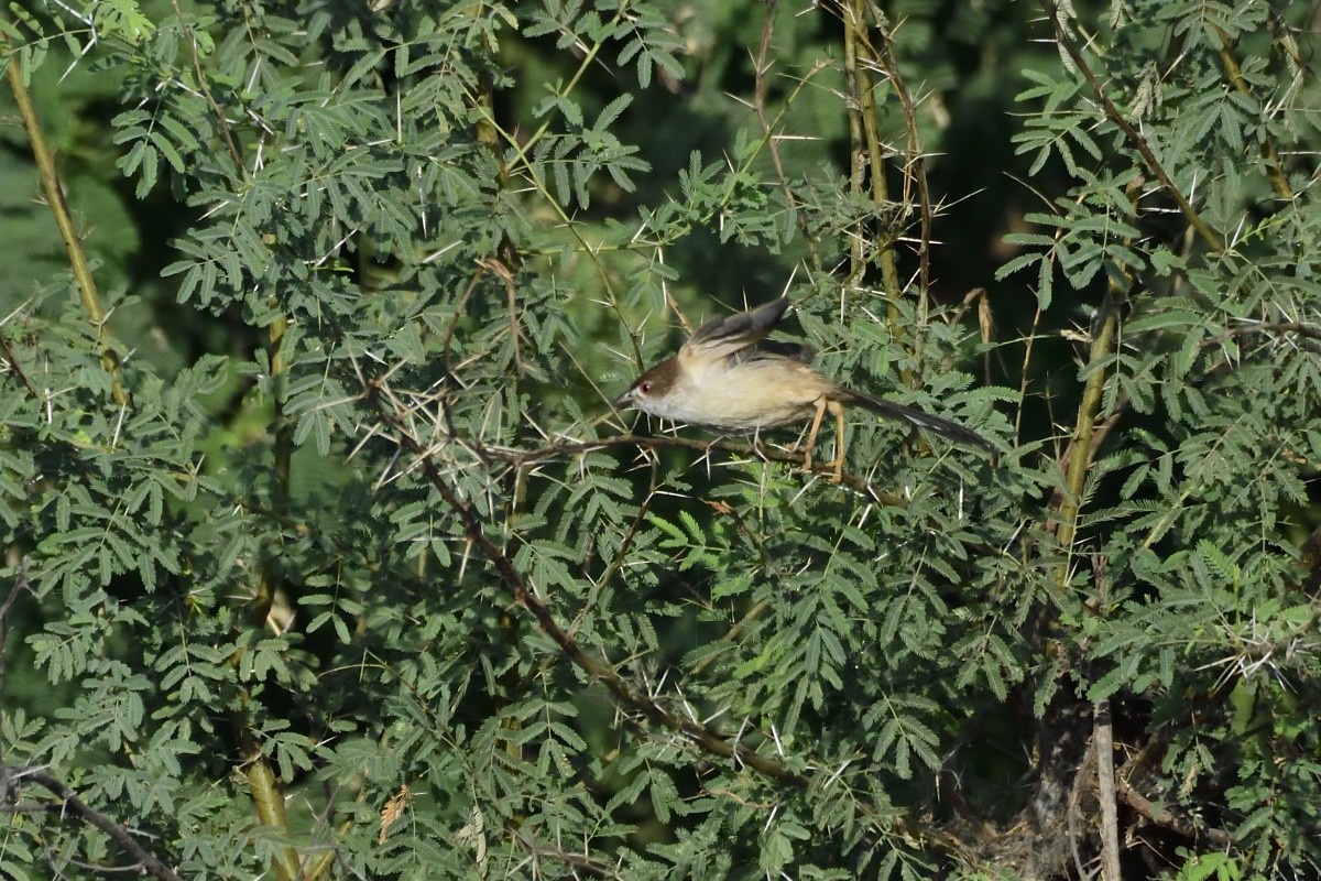 Yellow-eyed Babbler - ML627730965