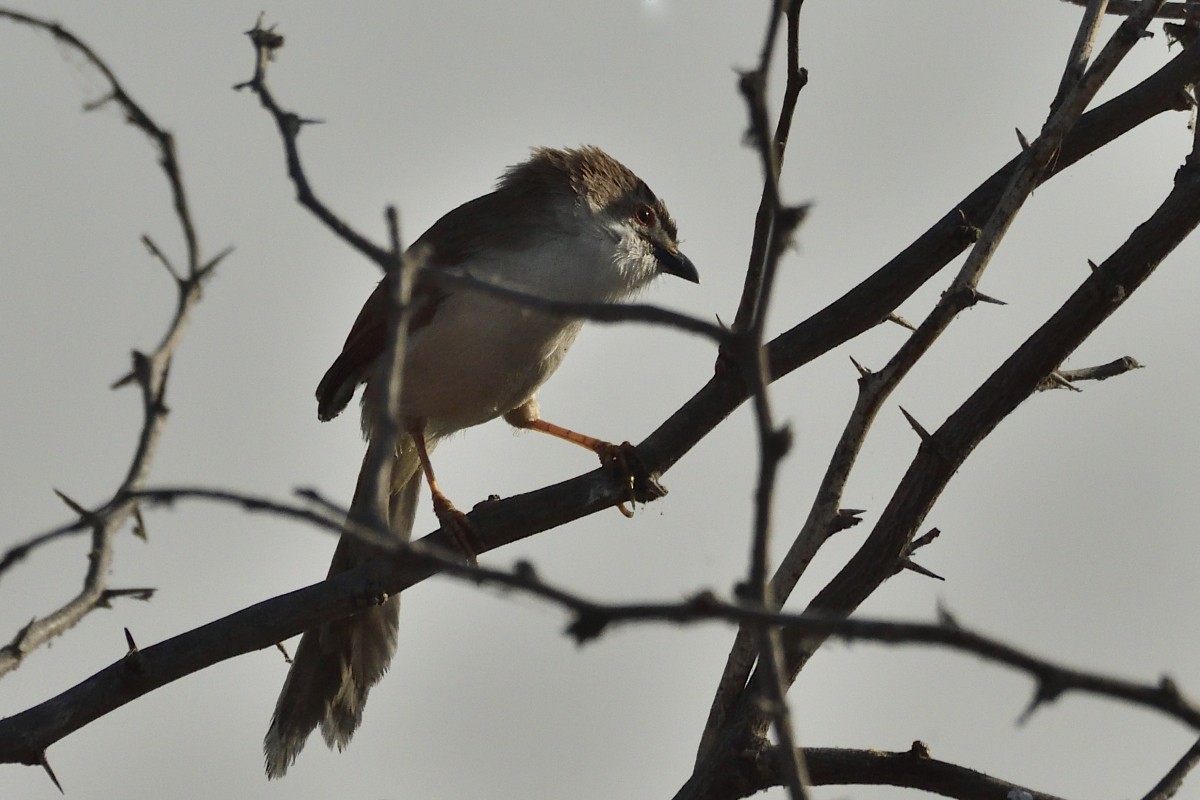 Yellow-eyed Babbler - ML627730966