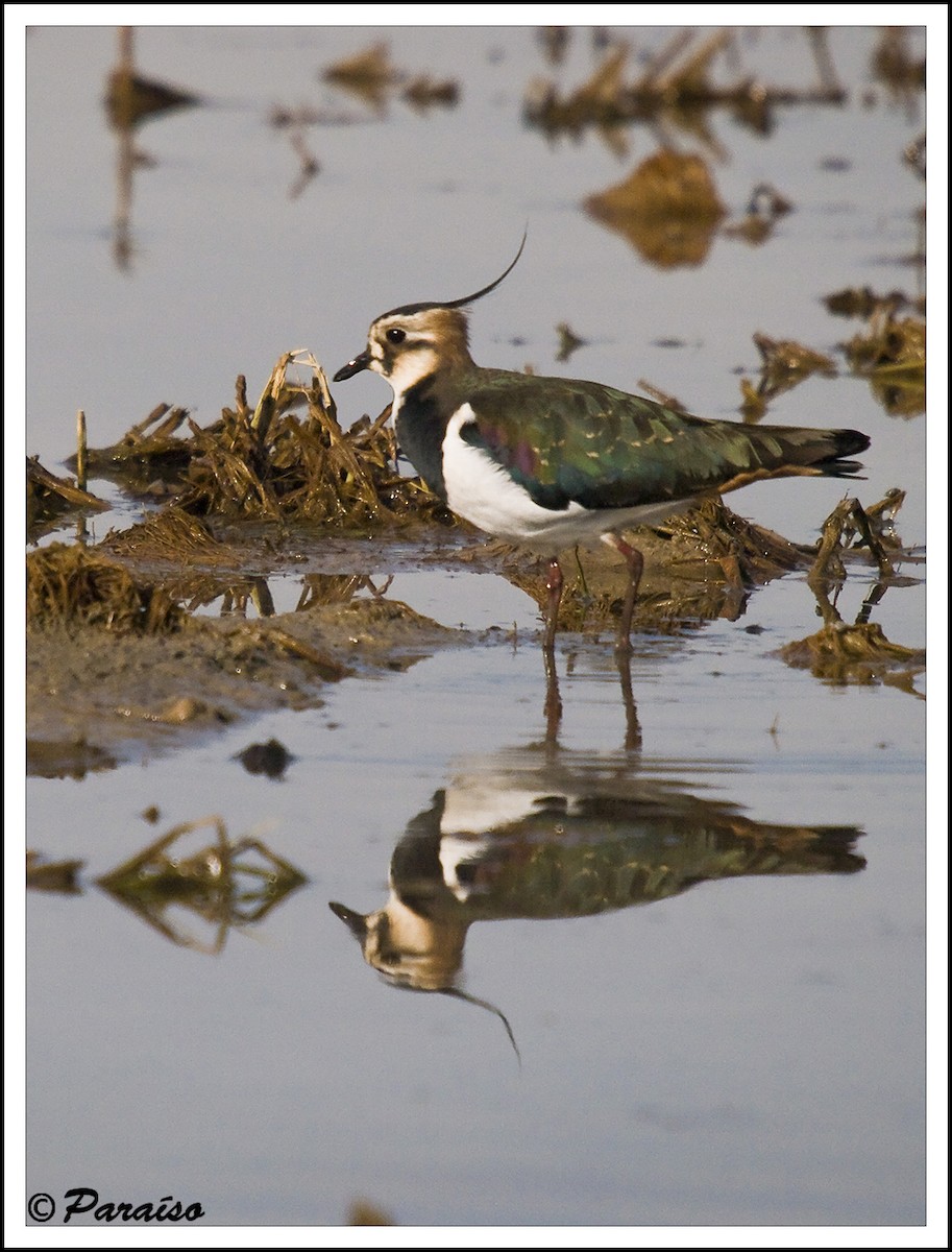 Northern Lapwing - ML627730981