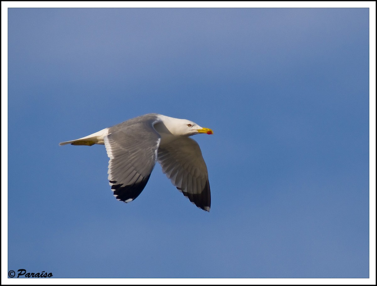 Lesser Black-backed Gull - ML627730994