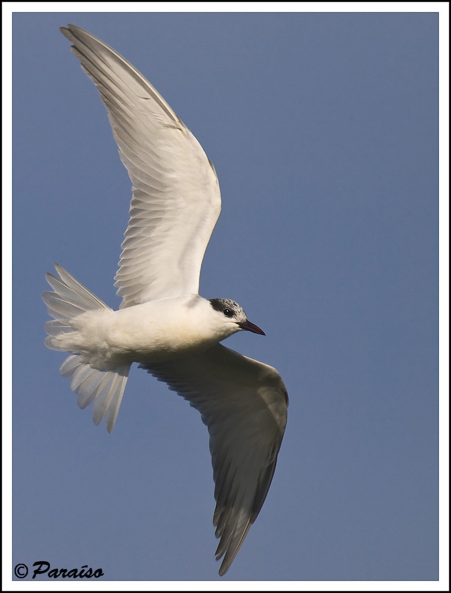 Whiskered Tern - ML627731011