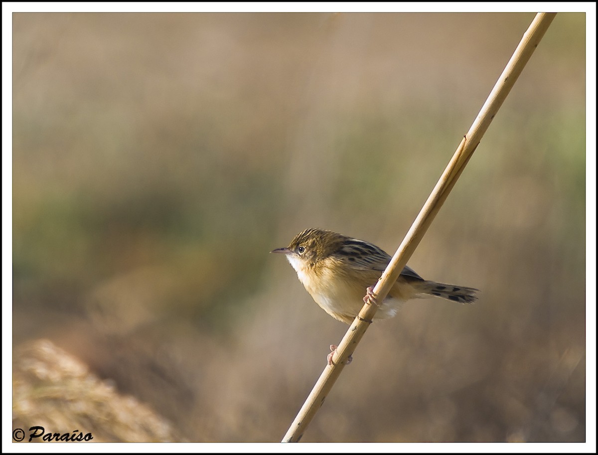 Zitting Cisticola - ML627731025