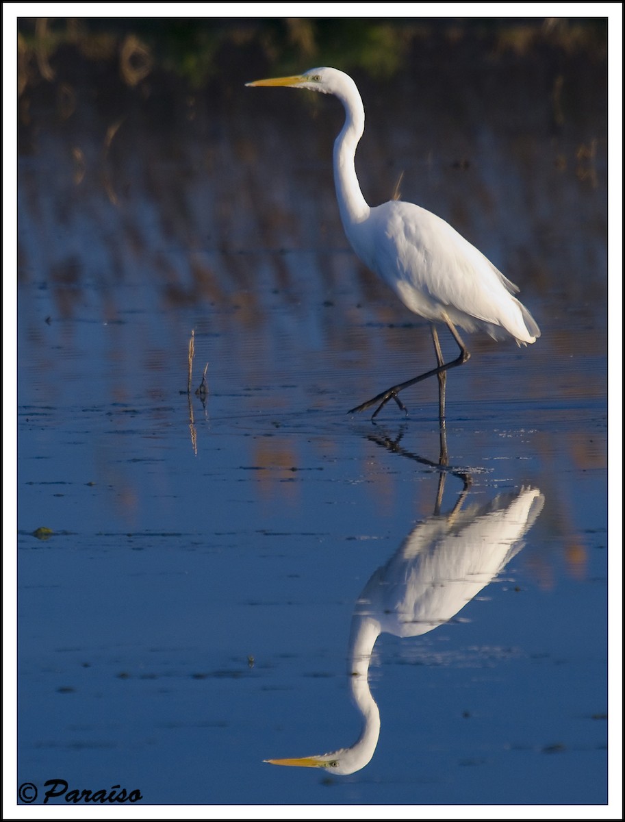 Great Egret - ML627731048
