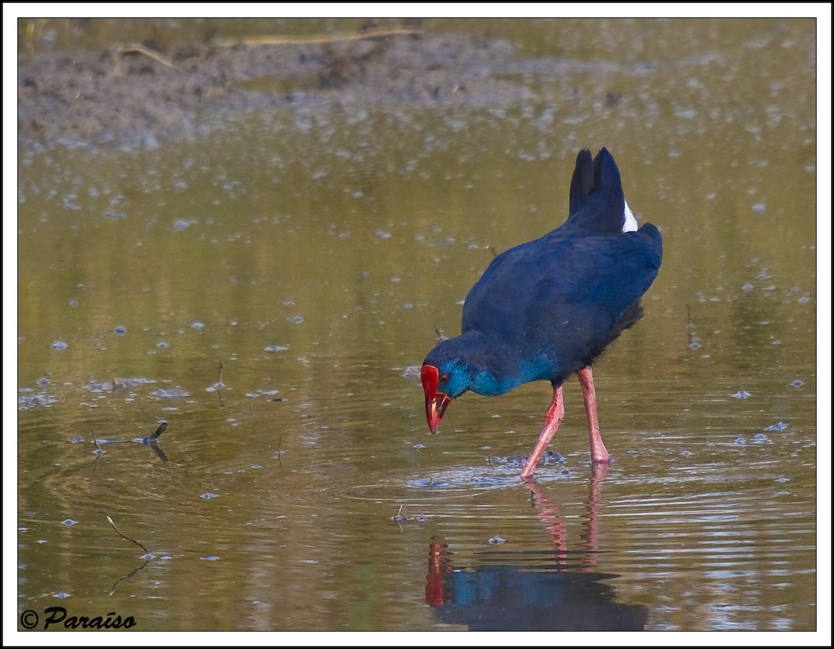 Western Swamphen - ML627731058