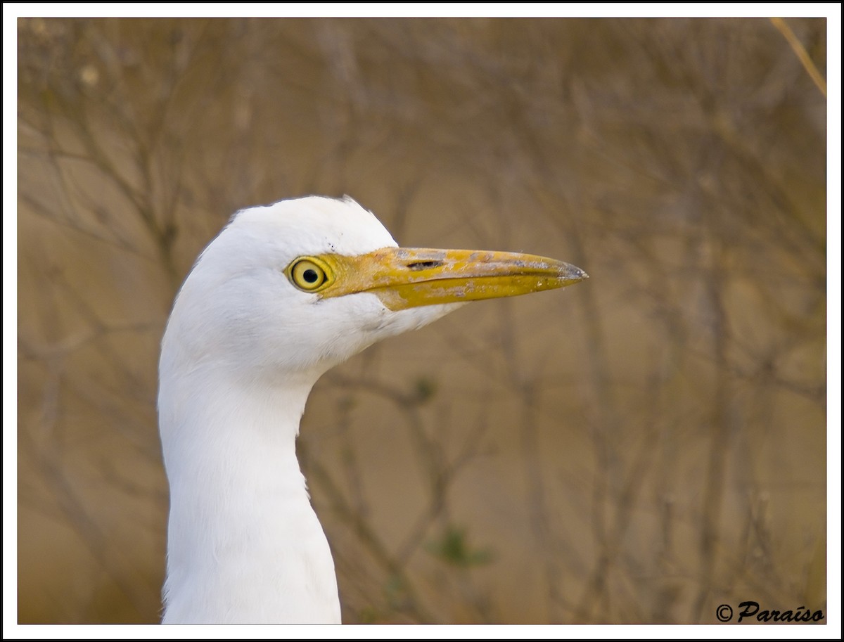 Western Cattle-Egret - ML627731066