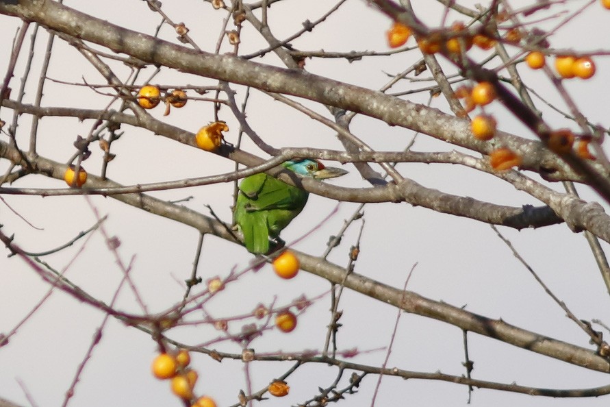 Blue-throated Barbet - ML627731090