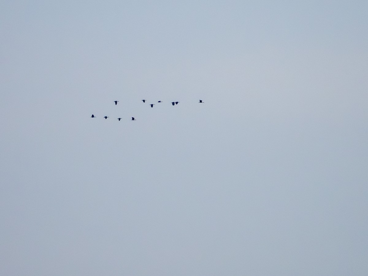 Bare-faced Ibis - ML627731171