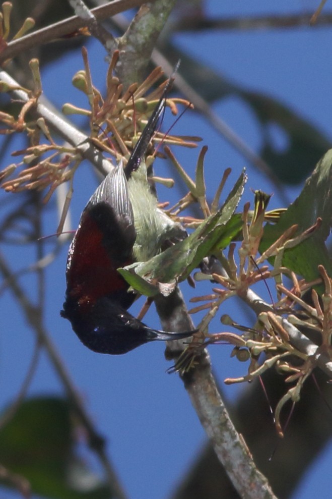 Black-throated Sunbird - ML627731179