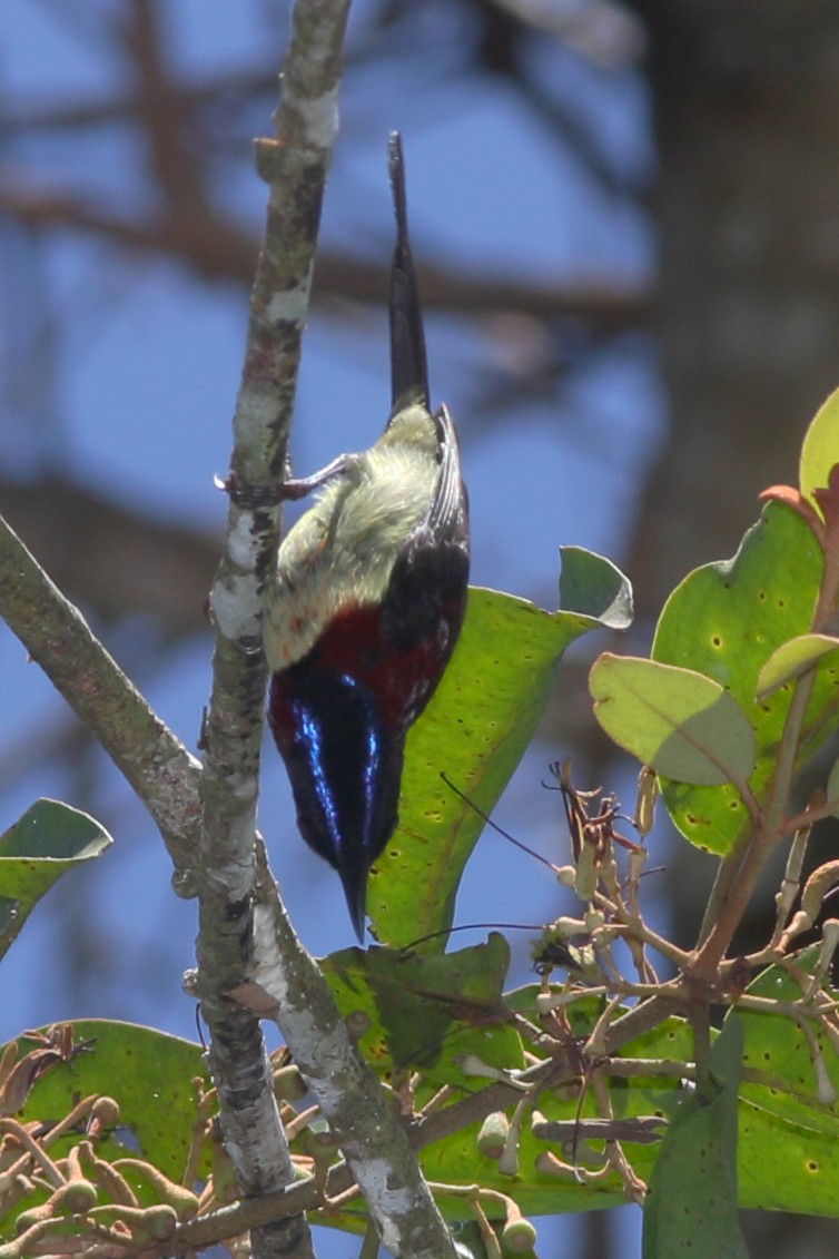 Black-throated Sunbird - ML627731180