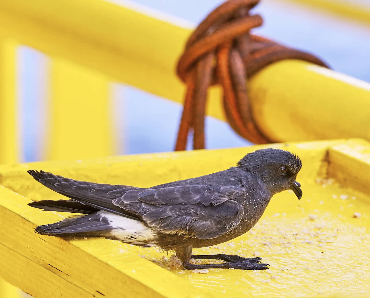 European Storm-Petrel - ML627731276