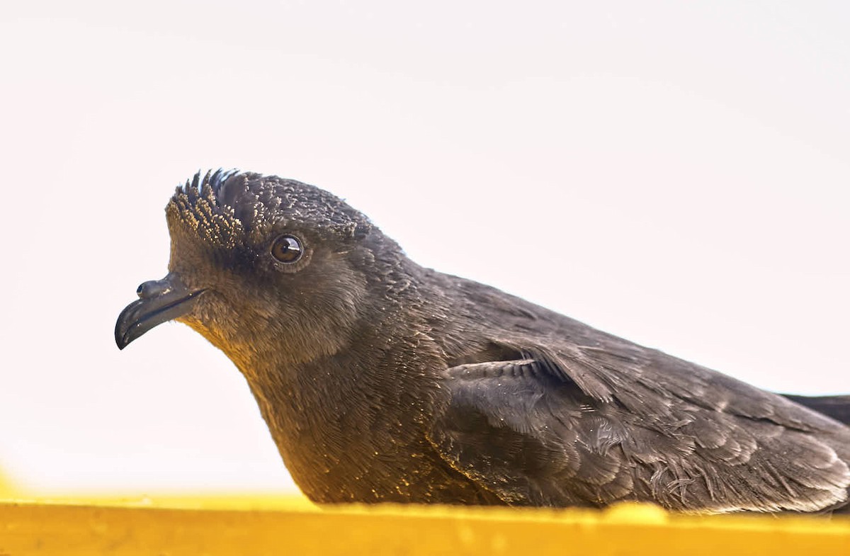 European Storm-Petrel - ML627731279