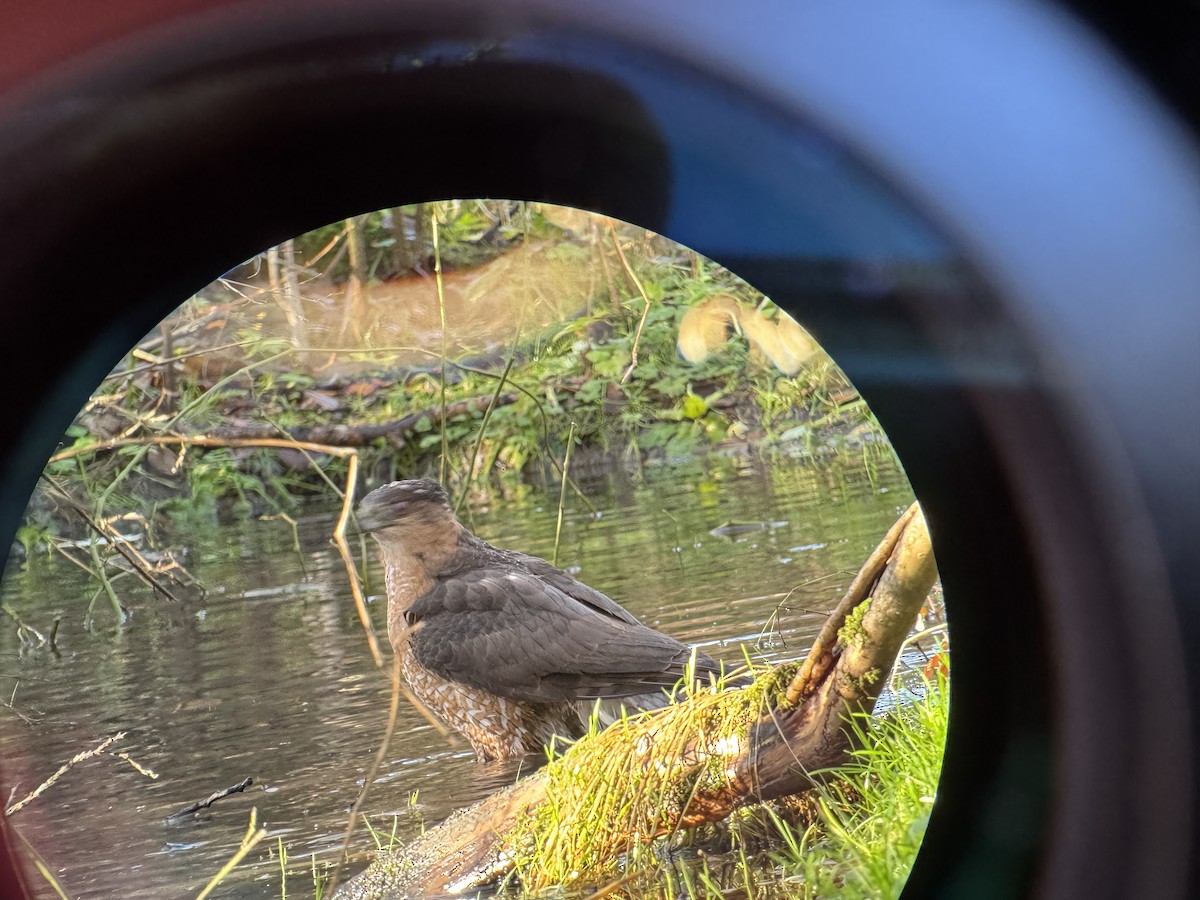 Cooper's Hawk - ML627731281