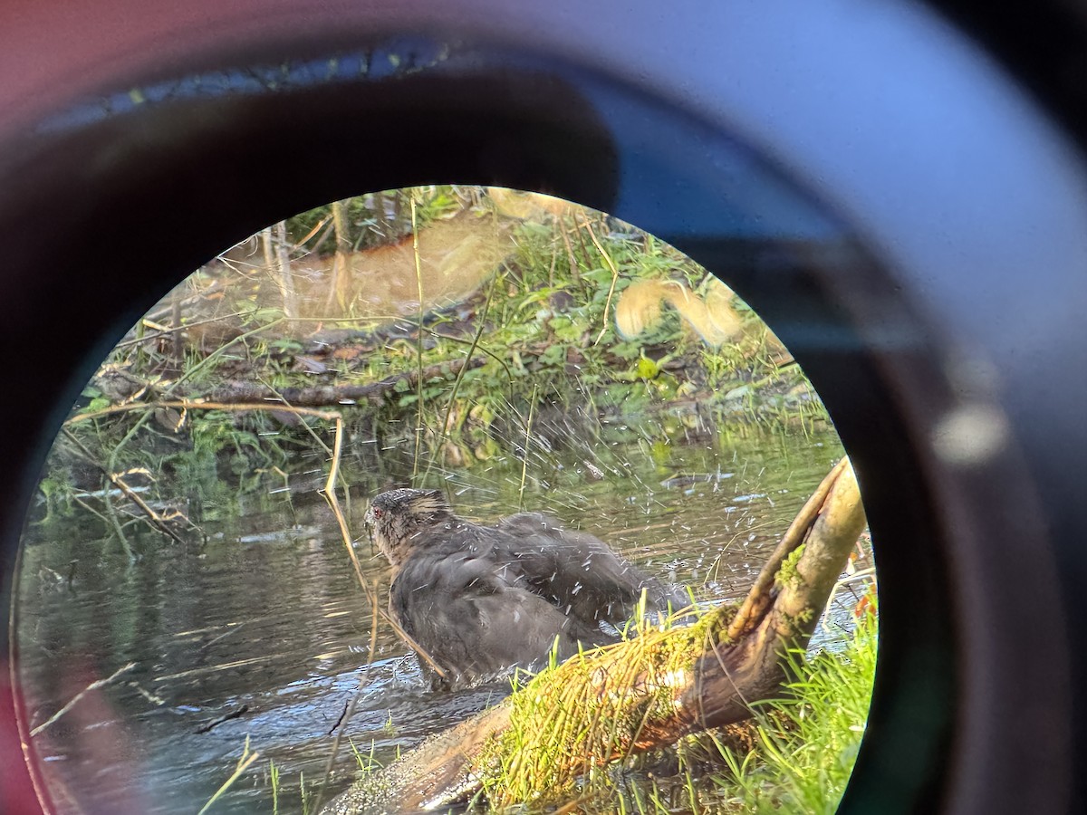 Cooper's Hawk - ML627731282