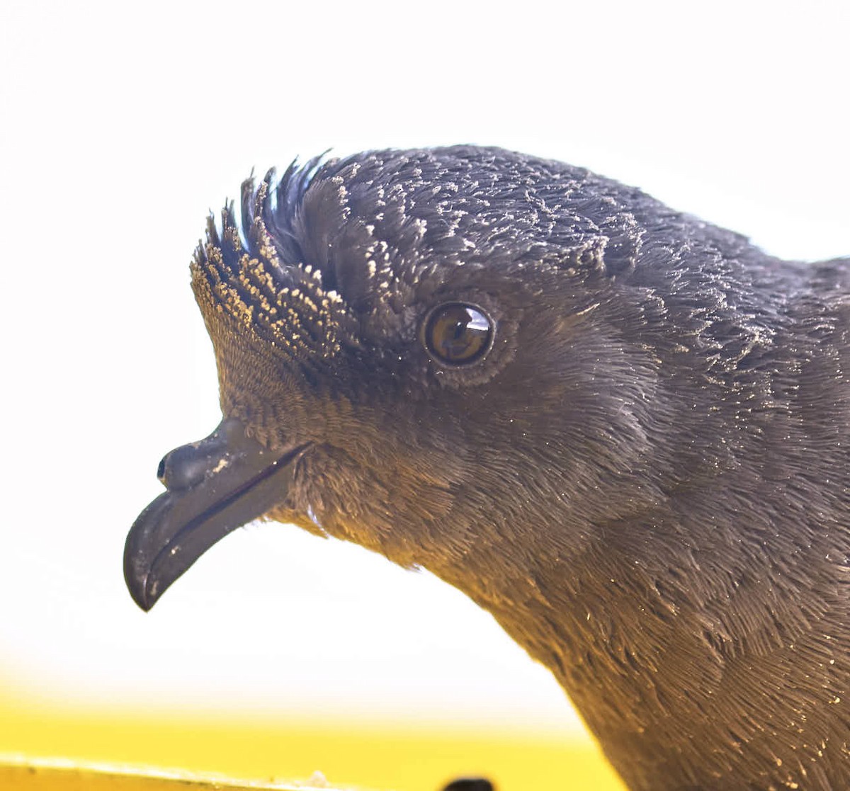 European Storm-Petrel - ML627731298