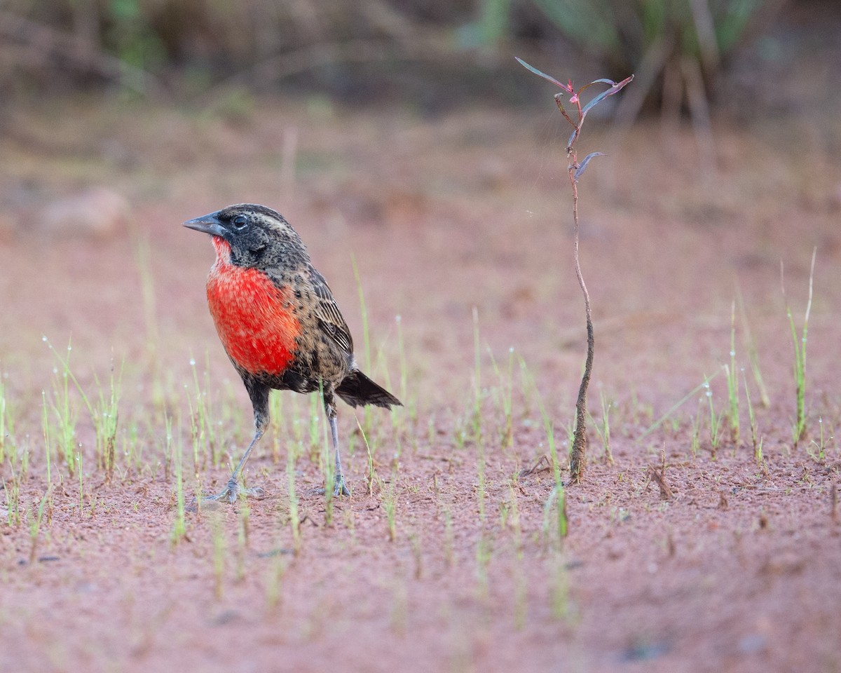 Red-breasted Meadowlark - ML627731621