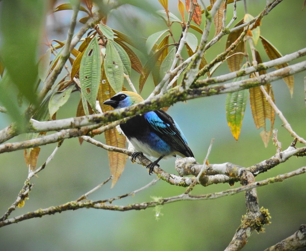 Golden-hooded Tanager - ML627731665