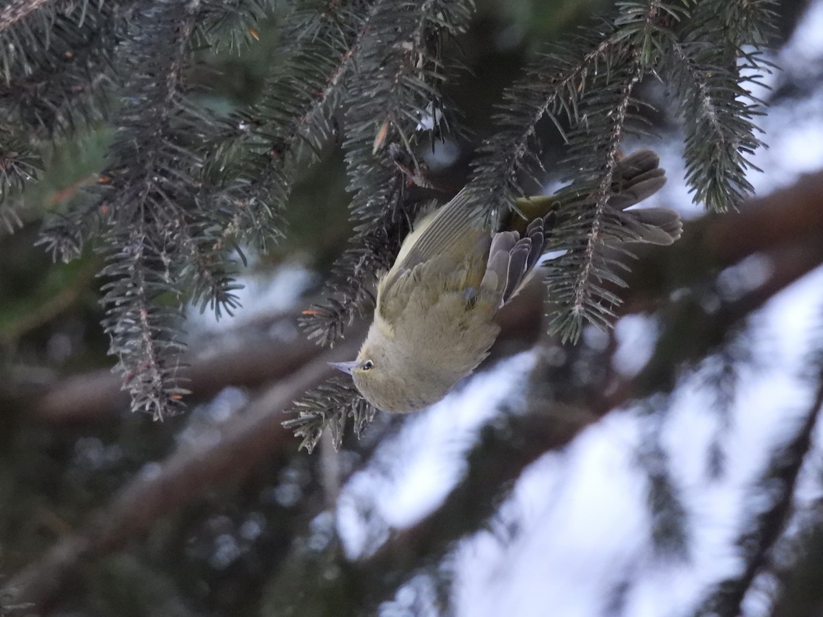 Orange-crowned Warbler - ML627731741