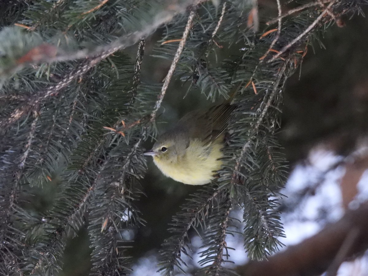 Orange-crowned Warbler - ML627731742