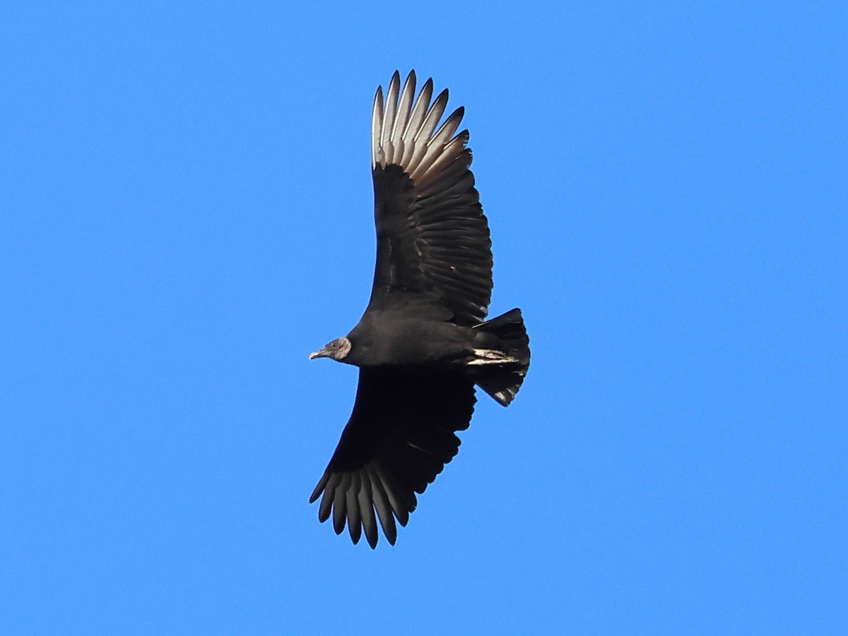 Black Vulture - ML627731826