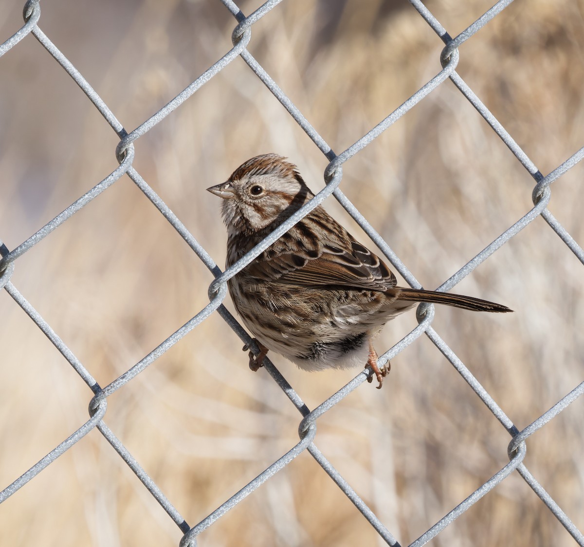 Song Sparrow - ML627731828
