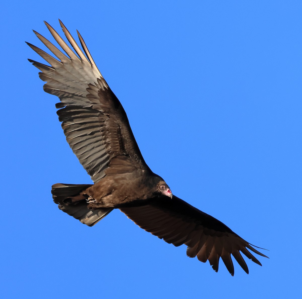 Turkey Vulture - ML627731830