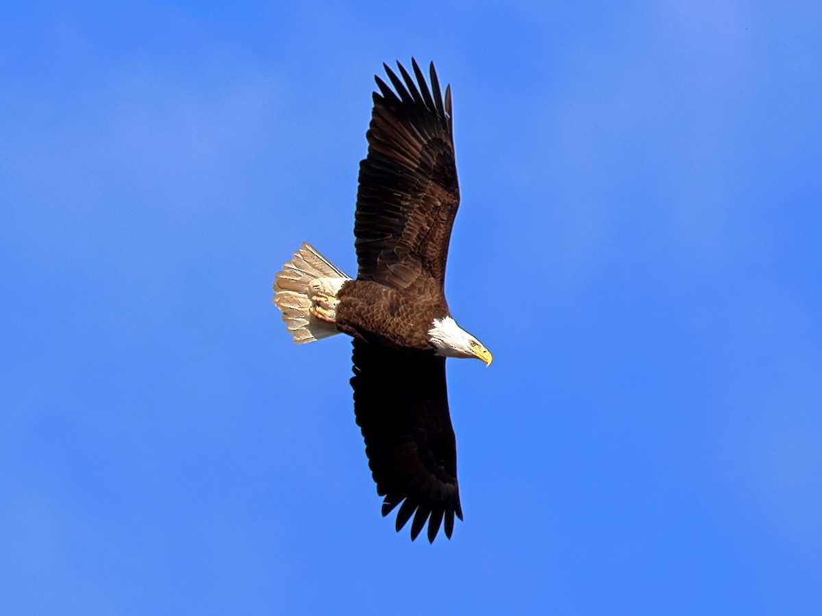 Bald Eagle - ML627731841